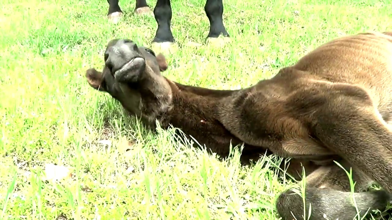 Heartbreak & Horse Racing, Episode 1, The Beginning