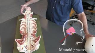 Download lagu Somso Models- Skeletal spine