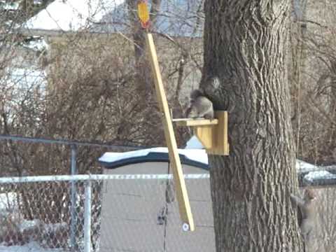 Two Squirrels One Cob Youtube