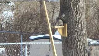 two squirrels one cob