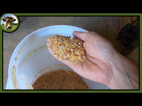 Vidéo: Les poulets peuvent-ils manger du maïs en grains entiers ?