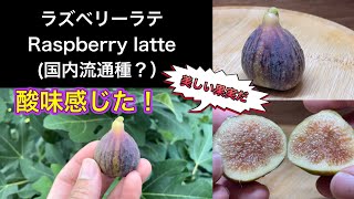 送料込み、いちじく苗木 ☆raspberry latte苗