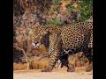 Jaguar, keluarga kucing yang sangat tangguh.