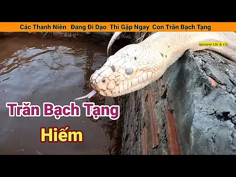 Video Thanh Niên Đi Dạo Thì Gặp Ngay Con Trăn Bạch Tạng Hiếm... - youtube