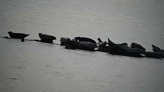 Harbor Seals relaxing on rocks at Sandy Hook, NJ