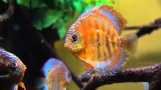 Sony Alpha Ilce-6300 Video Full Hd