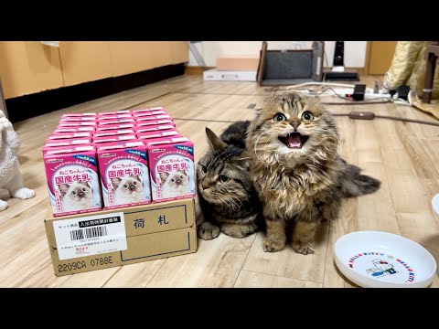 猫たちに箱買いした牛乳を見せた瞬間態度が豹変してこうなりましたw