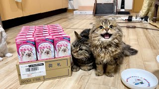 猫たちに箱買いした牛乳を見せた瞬間態度が豹変してこうなりましたw