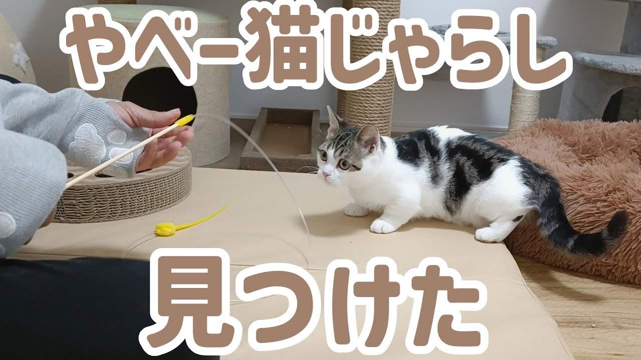 ちぎれた猫じゃらしを買い換えようとイオンに行ったら…見つけちゃいましたw