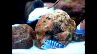 Podmladok Demasoni , Acei , Metriaclima Ob. M.esterae ,Albino ...