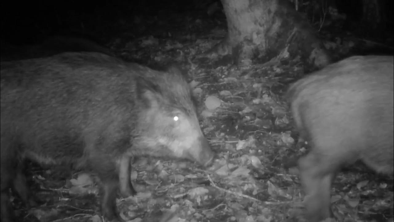 Wild boars in October