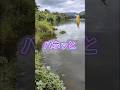 2025.8.12一気に減水！バボッと出そうな雰囲気です！宇治川ブラックバス釣り！ #fishing #釣り #bassfishing