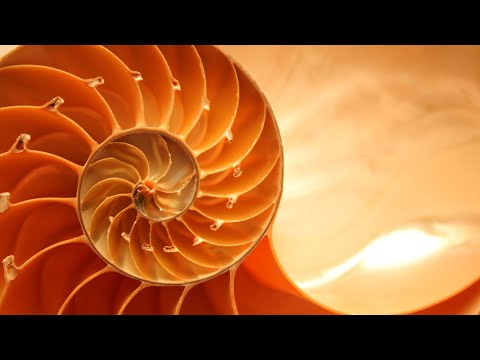 Video: Trovare La Sequenza Di Fibonacci Dappertutto [VID] - Matador Network