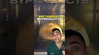 Is sourdough really good for health?! (Doctor Explains)