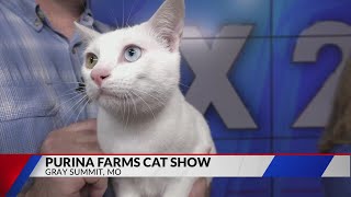 Purina Farms Cat Show: Grey Summit, Mo