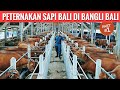 PETERNAKAN SAPI BALI DI BALI - SAPI BALI FARM (Part 1/3)