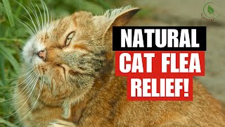 8 BEST Natural Remedies for Cat Fleas