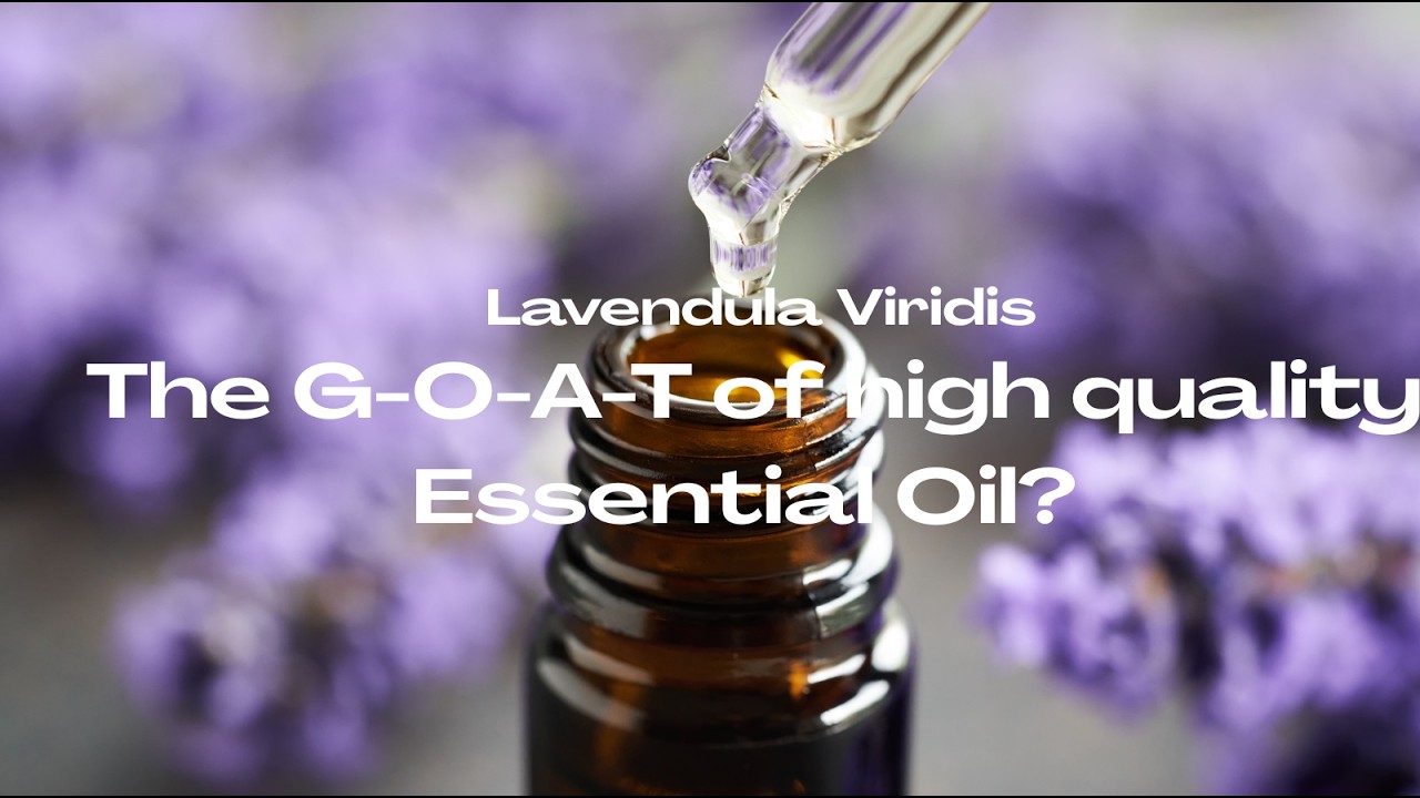 “Rare Green Lavender?! Growing Lavandula Viridis (Yellow ‘Lemon’ Lavender) For Oil & Profit”