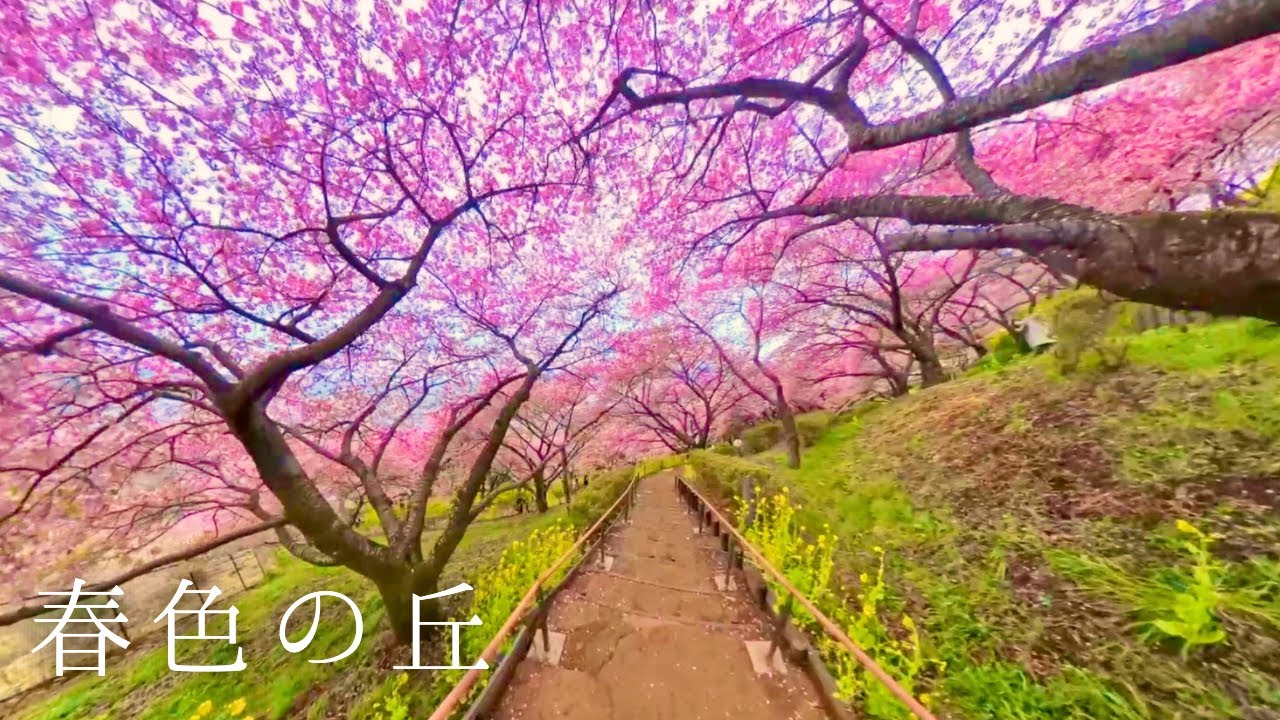 河津桜と菜の花に包まれる松田山｜春色の丘