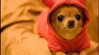 Самая быстрая собака Чихуахуа ПРИКОЛ !!!The fastest dog Chihuahua FUNNY !!! Самая быстрая собака Чихуахуа ПРИКОЛ !!!The fastest dog Chihuahua FUNNY !!!