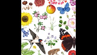 How I became a Botanical & Natural history Illustrator How I became a Botanical & Natural history Illustrator