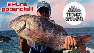 VLOG22 Dentón XL a spinning desde costa en Asturias!!!