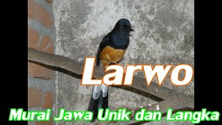 Larwo murai endemik jawa yang punah langka dan unik