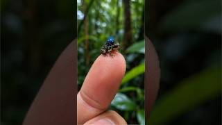 Smallest Frog POV: Deep Inside a Secret Underground Colony! | Animal POV Stories #shorts #pov