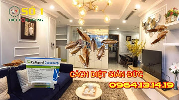 CÁCH DIỆT GIÁN ĐỨC |  DIỆT GIÁN ĐỨC TẠI NHÀ | DIỆT GIÁN ĐỨC