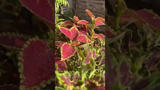 beautiful coleus plant #home #coleus #viralshort #home #shortvideo #outdoorplants #garden #house