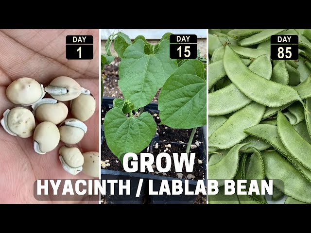 Growing Hyacinth / lablab bean from seed. - YouTube