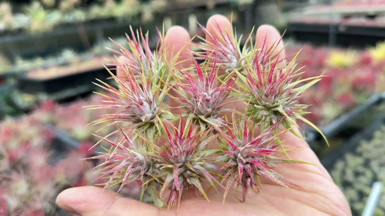 Tillandsia4エアプランツ・エアープランツ専門店生産育成農場