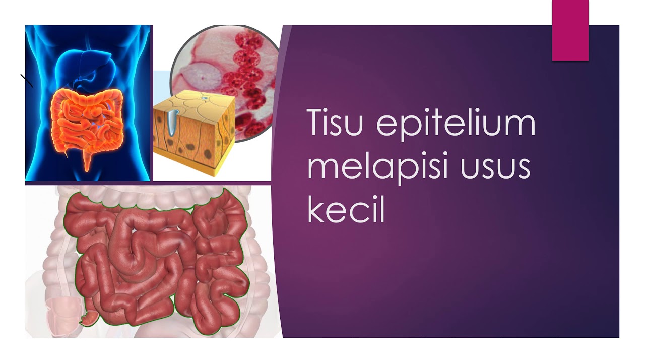 Biologi Tingkatan 4 2 3 Organisasi Sel Dalam Manusia Youtube