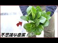 蟻戦争 帰ってきたありじゃむは「不思議な農業」で大金を稼ごうとしている。編~mysterious agriculture~