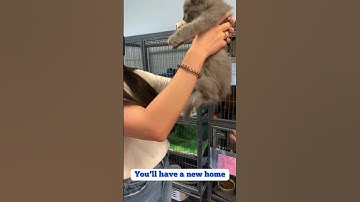 Yes to pet adoption! 😻#cat #shorts #catlover #pets