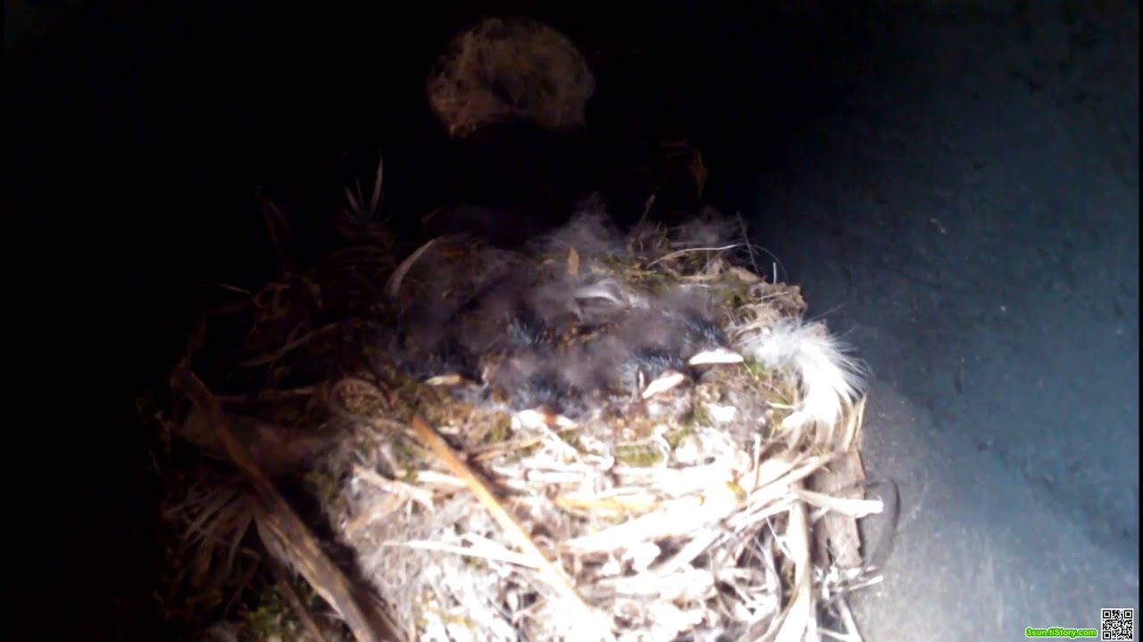 Bird's Nest in a Hole for Boiler temperature gauge 보일러실 새둥지 YouTube