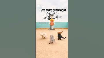 Squid game Part 7: Red light, green light #cutecat #squidgame #sora2 #cats #catshorts #cat #catgames