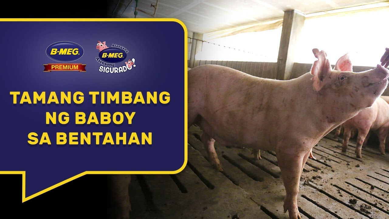 Ang Tamang Timbang ng Baboy Pagdating ng Bentahan - YouTube