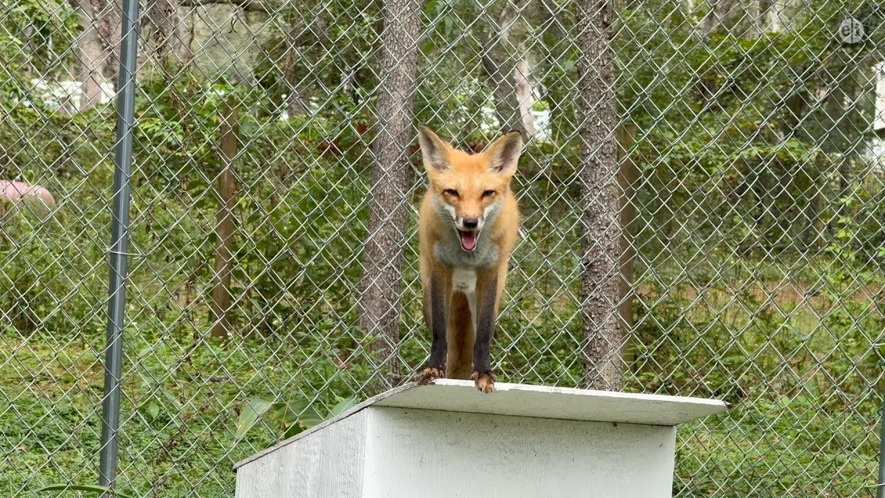 Foxes, Capybaras and a Giraffe - Animal Outtakes Ep. 1, Season 13