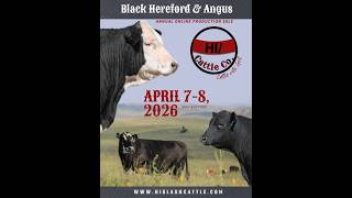Hi Cattle Co. - Annual Production Sale