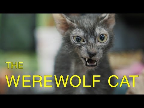 Werewolves Compete in Cat Show! - Werewolf Cats in TICA Cat Show - Lykoi Cat Breed Debuts - Werecats