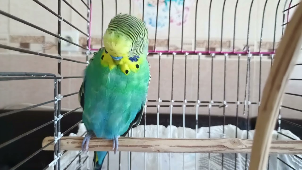 Mutluluk Sesi , Dinlet Alıştır , Muhabbet kuşunuz ile Bağ Kurun