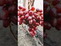 ЩЕЛКУНЧИК НА 06.12.2025!!!🍇🍇🍇 Telegram, WhatsApp и Vlber +79528500417. ТЕЛ. +79054033245.
