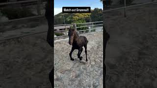 Zooooom! Stay tuned for when Gramma almost gets run over 😂#cutefoals #horsesoyotube#zoomies