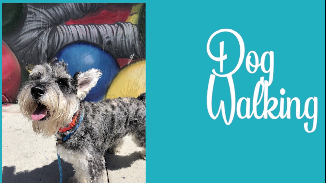 Happy Tails Dog Walking Promo YouTube