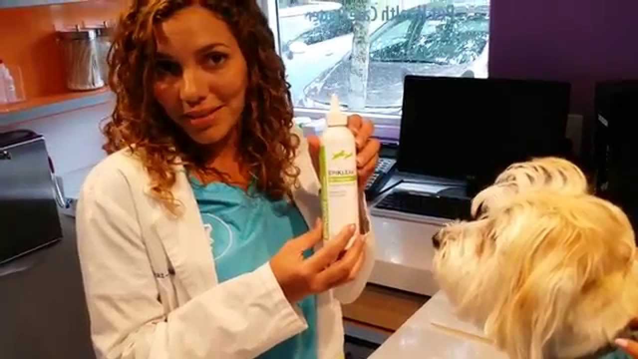 Pet Care Video Ear Cleaning By EZ Vet Pet Health Care Center YouTube pet-care-video-ear-cleaning-by-ez-vet-pet-health-care-center-youtube