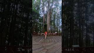Oh Simple thing! #Taiwan #alishan