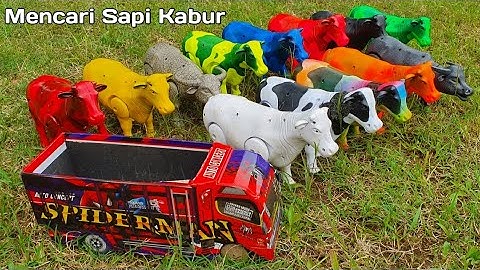 MENCARI SAPI KABUR, SAPI LUCU, SAPI MOO, SAPI KARTUN, SAPI JOGET, SAPI WARNA WARNI, SAPI GRANDONG
