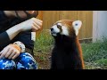 【2021/8/18】八景島シーパラダイスのコキンちゃん(♀)⇒Red Panda "Kokin"-Yokohama Hakkeijima(In August of 2021)