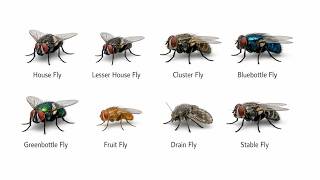 Every House Fly Type Explained In 10 Minutes